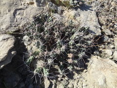 Grusonia aggeria