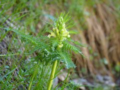 Pedicularis foliosa