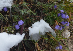 Campanula cespitosa