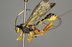 Spilopteron occiputale