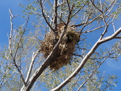 Auriparus flaviceps