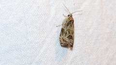 Olethreutes permundana