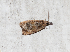 Olethreutes olivaceana