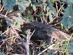 Sceloporus spinosus