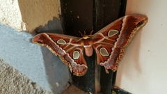 Rothschildia cinctus
