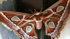 Rothschildia cinctus
