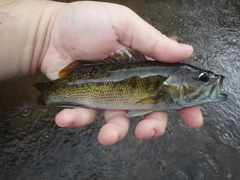 Micropterus coosae