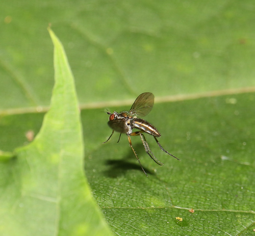 Rhaphium micans