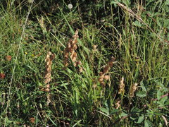 Rhinanthus alectorolophus