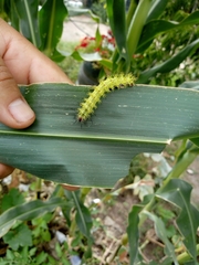 Paradirphia fumosa