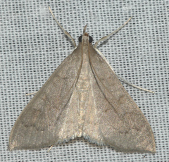 Mecyna asinalis