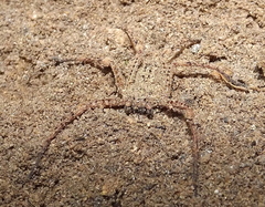 Sicarius ornatus
