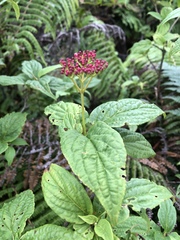 Viburnum urceolatum