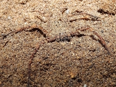 Sicarius ornatus