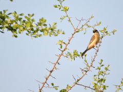 Sporophila torqueola