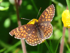 Melitaea diamina