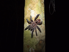 Pachistopelma bromelicola