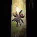 Pachistopelma bromelicola - Photo (c) Ivan L. F. Magalhaes, algunos derechos reservados (CC BY-NC), subido por Ivan L. F. Magalhaes