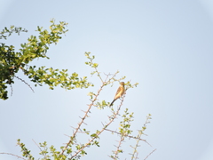 Sporophila torqueola