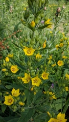 Lysimachia verticillaris
