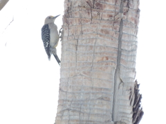 Melanerpes aurifrons