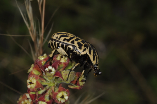 Marmarina tigrina