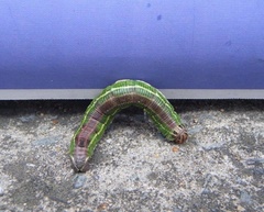 Sphinx morio arestus