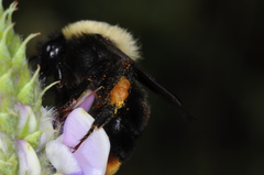 Bombus bellicosus