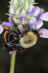Bombus bellicosus