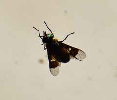 Chrysops relictus
