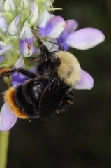 Bombus bellicosus