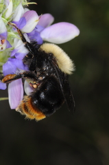 Bombus bellicosus