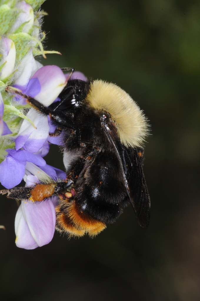Bellicose Bumble Bee