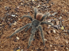 Lasiodora