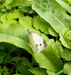Pieris napi
