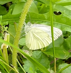 Pieris napi