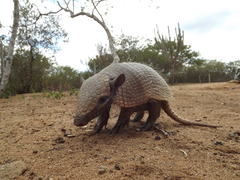 Euphractus sexcinctus