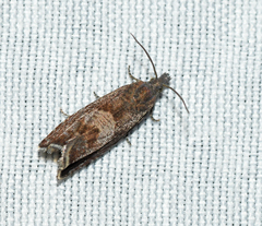 Dichrorampha acuminatana