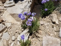 Polemonium eximium