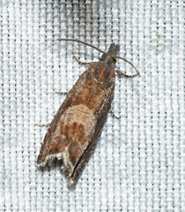 Dichrorampha acuminatana