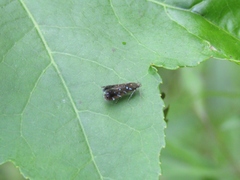 Strobisia iridipennella