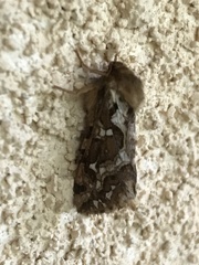 Korscheltellus fusconebulosa