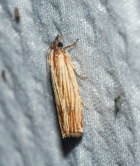 Eucosma radiatana