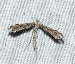 Hellinsia inquinatus