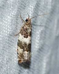 Pseudosciaphila duplex