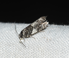 Gypsonoma adjuncta
