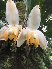 Stanhopea