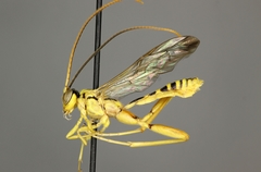 Spilopteron occiputale