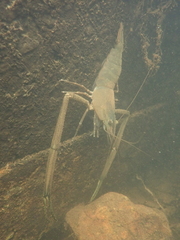 Macrobrachium formosense