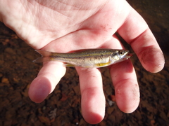 Clinostomus funduloides